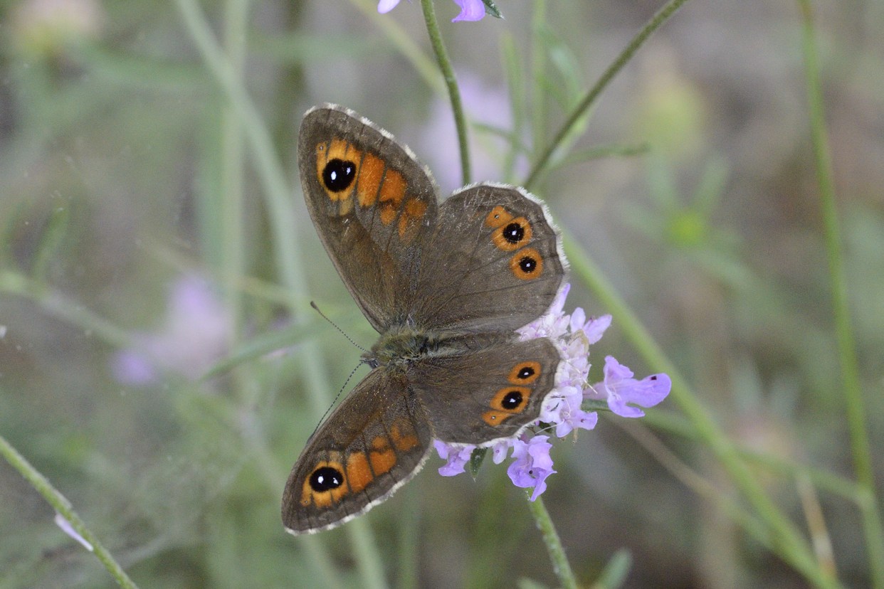 Lasiommata maera